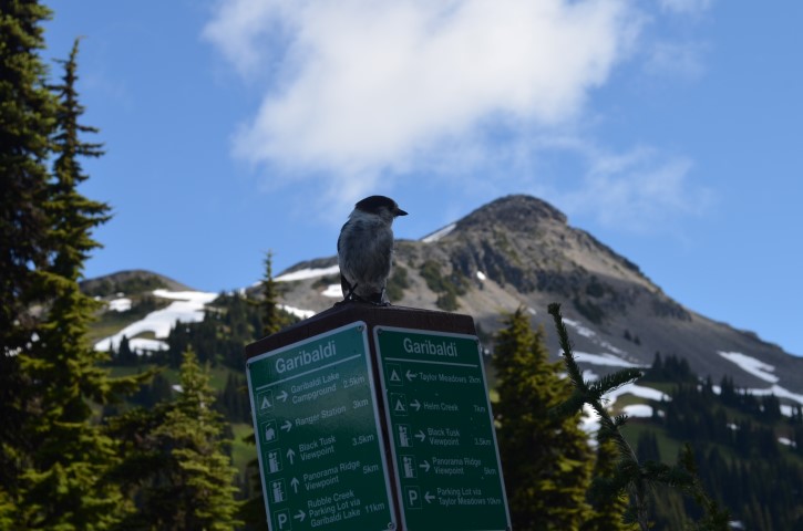 Whistler Bird Trail Garibaldi